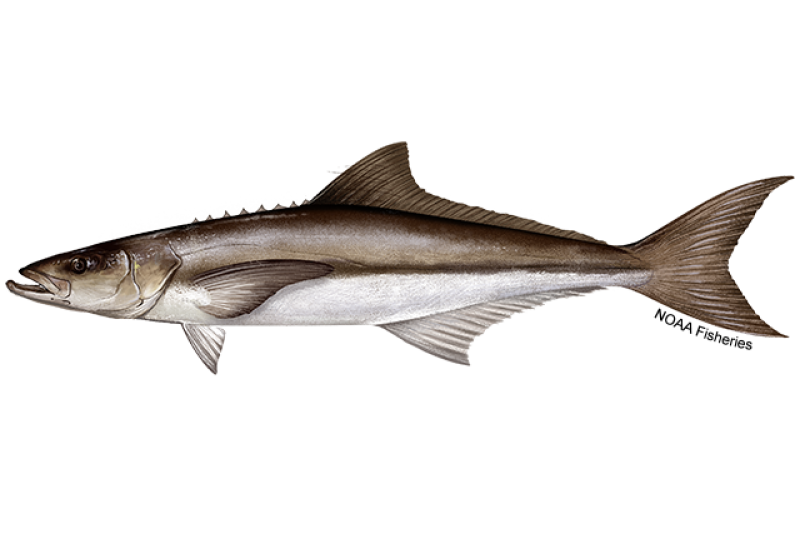 Cobia